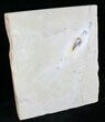 Soft Bodied Octopus Fossil - Preserved Tentacles & Ink Sac #28841-1